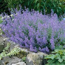 Kit Kat Catmint : 1 Gallon