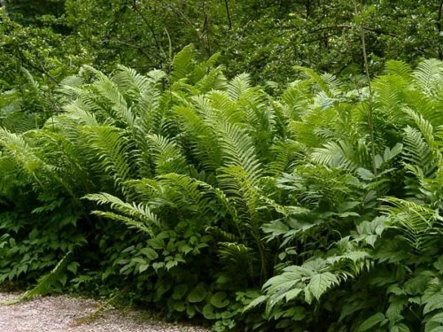 Ostrich Fern : 3 Gallon