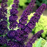 Black Knight Butterfly Bush : 3 Gallon