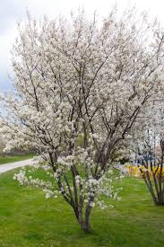 Allegheny Serviceberry : 6 Foot