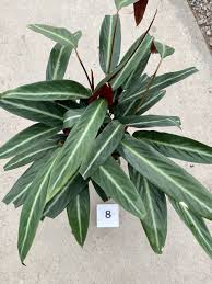 Calathea Sanguinea : 6 Inch Pot