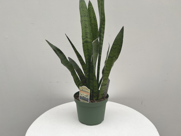 Sansevieria Zeylanica : 10 Inch Pot