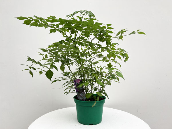 China Doll : 8 Inch Pot