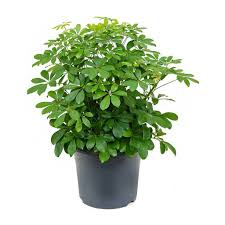 Arboricola - Assorted : 6 Inch Pot