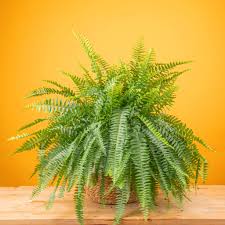 Boston Fern : 6 Inch Pot