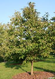Chinese Chestnut : 2 Gallon