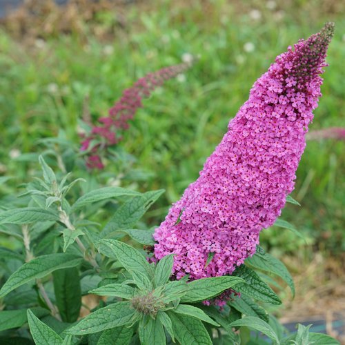 Pugster Pinker ® Butterfly Bush : 2 Gallon