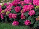 Endless Summer Summer Crush Hydrangea ® : 2 Gallon