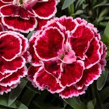 Carmen Burgundy Dianthus : 1 Gallon