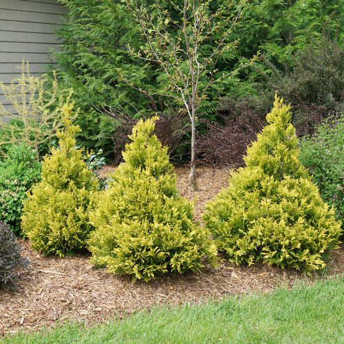 Soft Serve® Gold Globe False Cypress : 5 Gallon