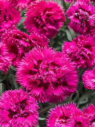 Spiked Punch Dianthus : 1 Gallon
