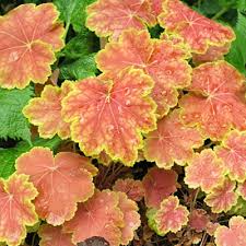 Tiramisu Coral Bells : 1 Gallon