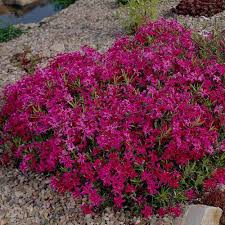 Scarlet Flame Phlox : 4 Inch Pot