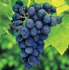 Concord Seedless Grape : 1 Gallon