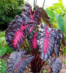 Colocasia Redemption : 6 Inch Pot