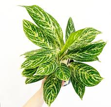 Chinese Evergreen 'Golden Madonna' : 6 Inch Pot