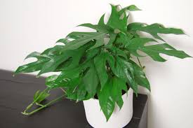 Baltic Blue Pothos : 4 Inch Pot