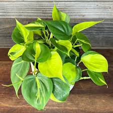 Philodendron 'Heartleaf' : 4 Inch Pot