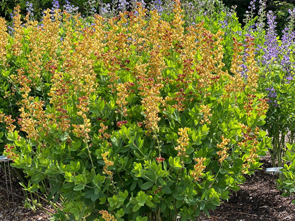 Cherries Jubilee Baptisia : 2 Gallon