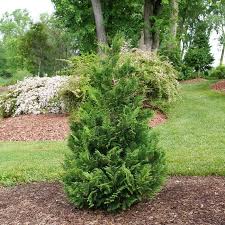 Cedar Rapids ® False Cypress : 3 Gallon