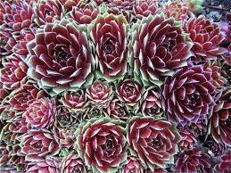 Hens & Chicks Commander Hay : 4 Inch Pot