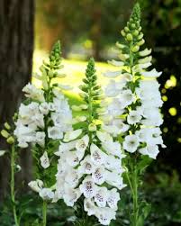 Foxglove Dalmatian White : 1 Gallon