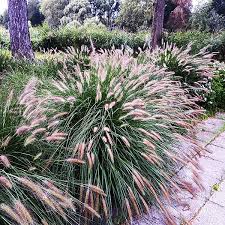 Chinese Fountain Grass : 1 Gallon