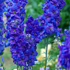 Delphinium Black Knight : 4 Inch Pot