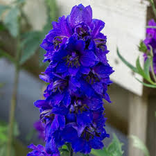 Delphinium Dark Blue/Dark Bee : 4 Inch Pot