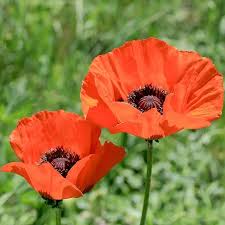 Brilliant Poppy : 4 Inch Pot