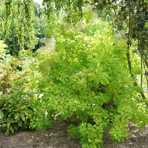 Winecraft Gold ® Smokebush : 3 Gallon