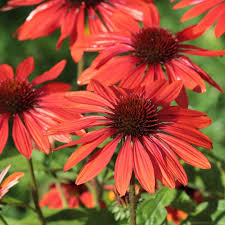 Artisan Red Ombre Coneflower : 1 Gallon