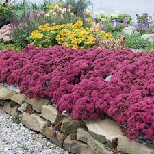 Sunsparkler® Dazzleberry Sedum : 4 Inch