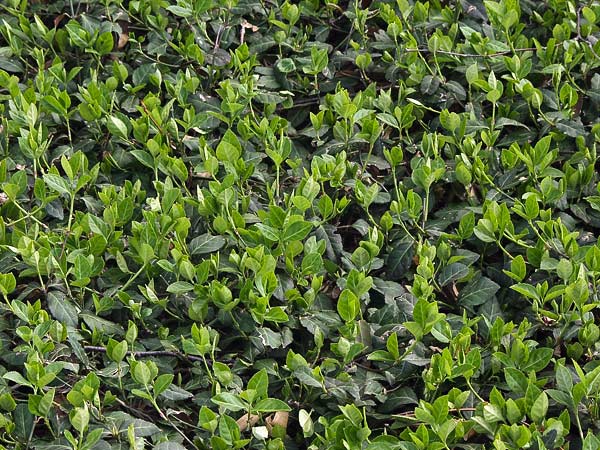 Purple Leaf Wintercreeper : 6 Pack