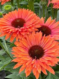 Sunseeker® Rainbow Coneflower : 1 Gallon