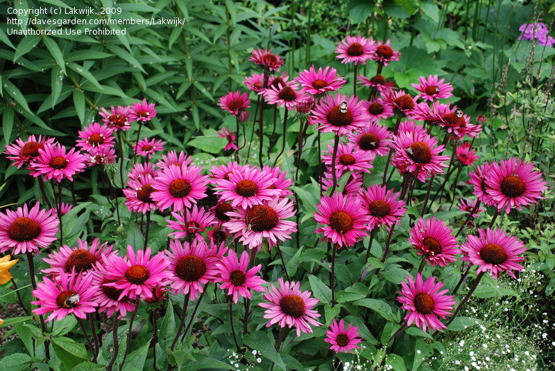 Fatal Attraction Coneflower : 1 Gallon