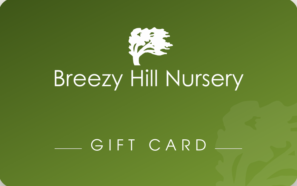 eGift Card