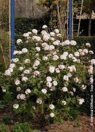 Aurora Viburnum : 2 Foot