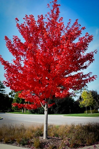 Autumn Flame Maple : 4 Inch