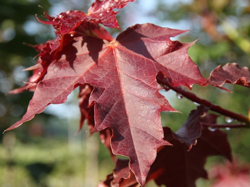 Deborah Maple : 5.5 Inch