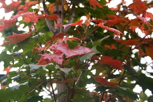 Fairview Norway Maple : 4 Inch