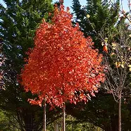 Flashfire Sugar Maple : 4.5 Inch