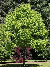 [Heartland Catalpa : 2 Inch] Heartland Catalpa ® : 2 Inch