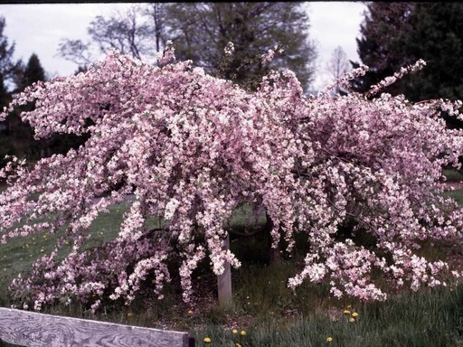 Louisa Crabapple : 5.5 Inch