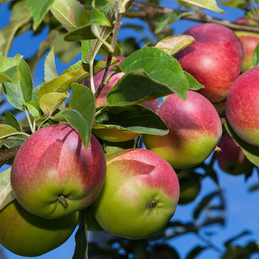 McIntosh Apple : 6 Inch