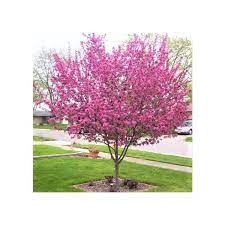 Perfect Purple Crabapple : 4.5 Inch
