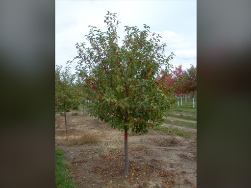 Red Jewel Crabapple MS : 20 Foot