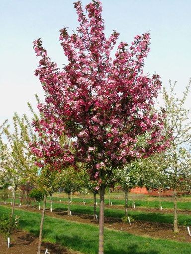 Ruby Dayze Crabapple : 5.5 Inch