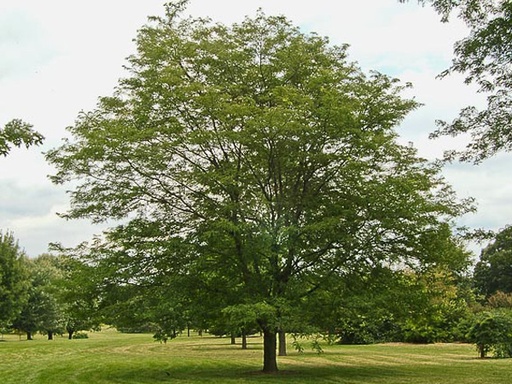 Shademaster Honeylocust : 5 Inch