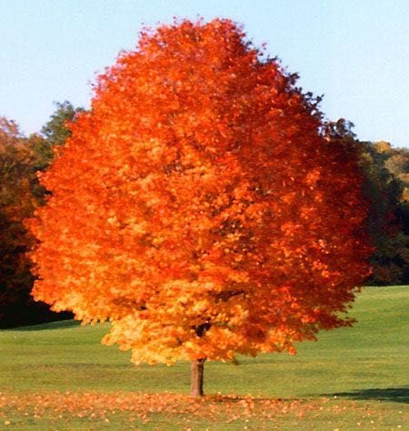 Shantung Maple : 4.5 Inch